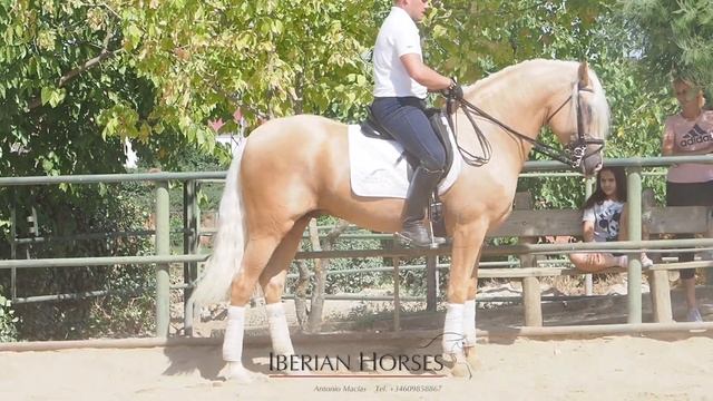 PALOMINO PRE-LUSITANO - 166 CM 4 YO смотреть онлайн