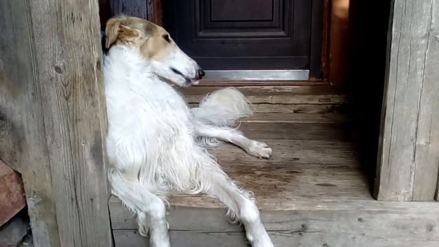 Ветерок, сделай что-нибудь смешное для ютуба! (Русская псовая борзая) смотреть онлайн