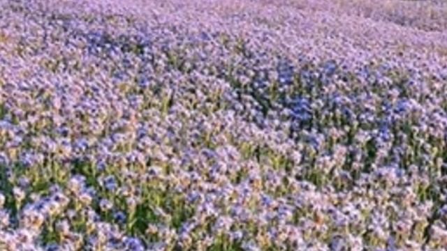 Борьба с проволочником осенью.