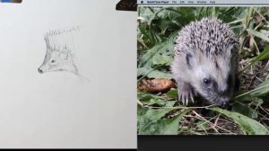 Weekly Sketch Session SUBJECT: Animals (Hedgehogs); FOCUS: Texture