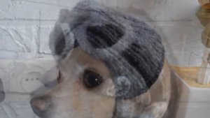 вязаная ? ШАПКА для СОБАКИ ЛЁТЧИК ? спицами ? CROCHET DOG HATs ? AIR PILOT ?