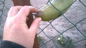 Когда собирать ЛЮФФУ/Как определить спелость плода люффы.When to harvest Luffa determin