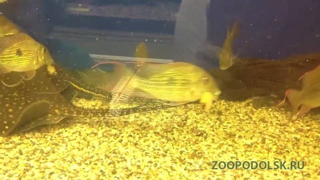 Геофагус краснолобый или геофагус штайндахнера (geophagus steindachneri, red hump eartheater) смотреть онлайн