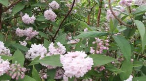 Fuzzy Pride of Rochester #deutzia #fuzzyprideofrochester