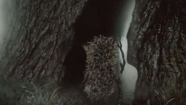 Ёжик в Москве 2010 год смотреть онлайн