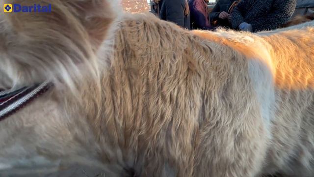 ХОРАЗМ МОЛ БОЗОРИ ЁШ ХЎКИЗЛАР НАРХЛАРИ МОЛ КЎП. 25 февраля 2024 г.