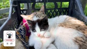 САЛАТ ИЗ ВИШНИ И СЛИВ Азербайджанская Кухня Деревенская Кухня  Рецепты