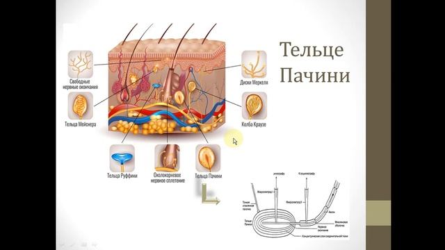 3 урок Биология 10 класс ОГН рус Взаимосвязь строения и функции холениргического синапса Механи смотреть онлайн
