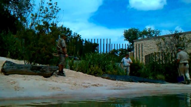 Animal Feeder vs Gharial Round 2 смотреть онлайн