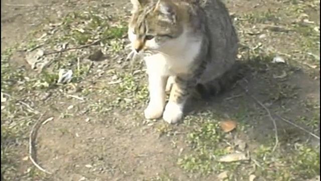 Выезд на стерилизацию бездомных кошек