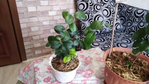 Фейхоа, экзотика на подоконнике.