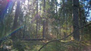 Shadows #russia #dji #forest