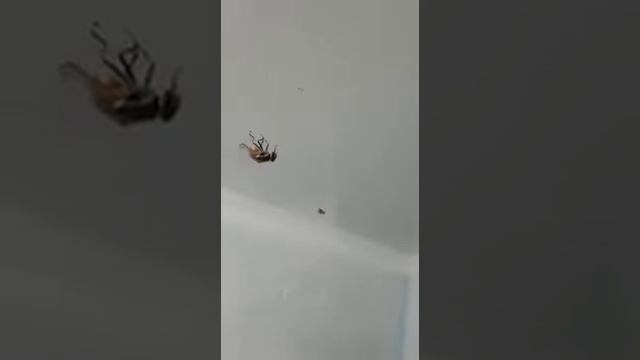 ?как обычный скотч ловит мух? смотреть онлайн