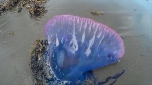 10 Морских Существ, с Которыми Лучше Не Связываться