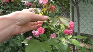 КАК Я ВЫТЯНУЛА Rosarium Uetersen !!! Эту процедуру нужно делать с первого года жизни розы!!!