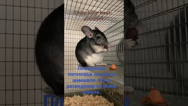 Шиншилловая ферма Chinchilla-Best-Standart