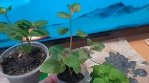 Черенкую Мирабилис, укореняется весь, 100%