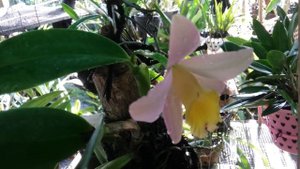 First Bloom - Cattleya Crystelle Smith - mini cattleya