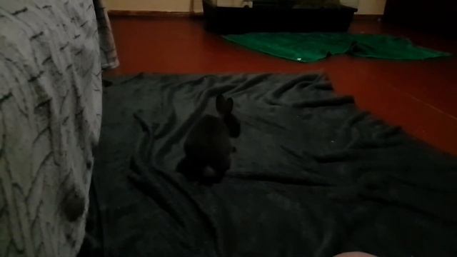 Забавный кролик в SLOW MOTION смотреть онлайн