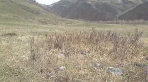 Республика Алтай... Нашли курган в Катандинской долине