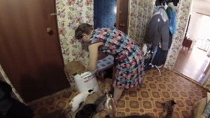 В приюте для кошек и собак у Веры. На сколько дней хватает корма для кошек? Показали других собак.