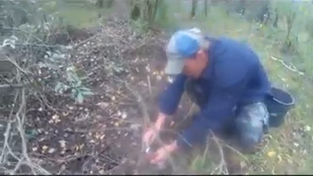 После дождя хорошо растут грибы белые подосиновики маслята и другие грибы After the rain, white mus смотреть онлайн