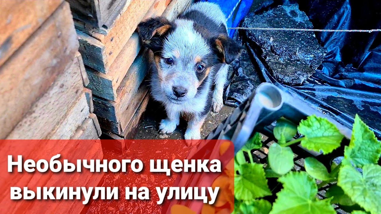 Маленький щенок остался один среди незнакомых людей и неизвестно чем это могло закончиться..mp4