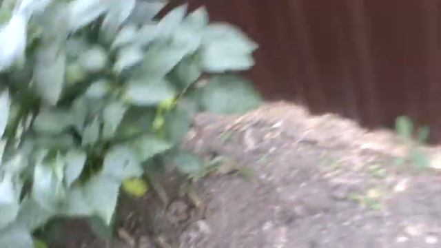 крыжовник(янтарный)(садко)амур огурец 2 смотреть онлайн