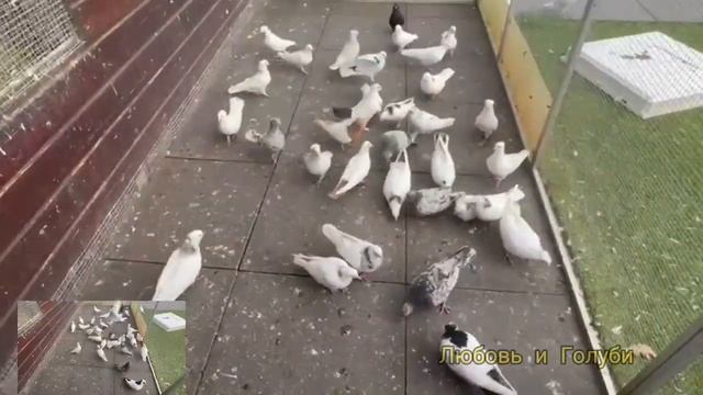 Армянские голуби в Голландии заводчик Арут 《1 часть 》 смотреть онлайн