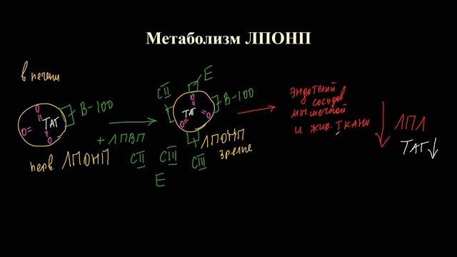 Лекция 8. 2. Транспортные формы липидов смотреть онлайн