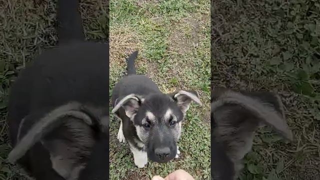 Социализация! Первый выход щенка в сад-огород! смотреть онлайн