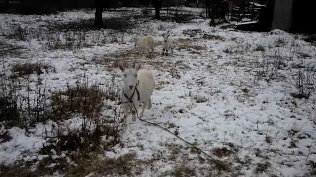 Нужно ли выгуливать коз зимой? смотреть онлайн