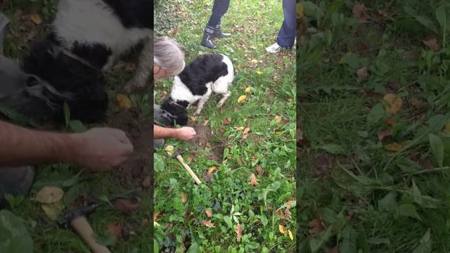 Охота на белый трюфель в Пьемонте