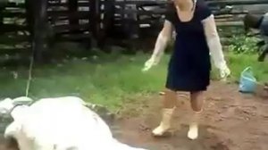 Девушка получила копытом по морде