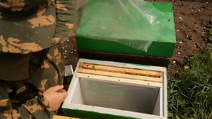 отводок на одну рамку расплода на маточник (3 часть) 05. 06.2022