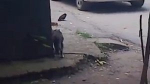 тупая кошка охотится на голубя