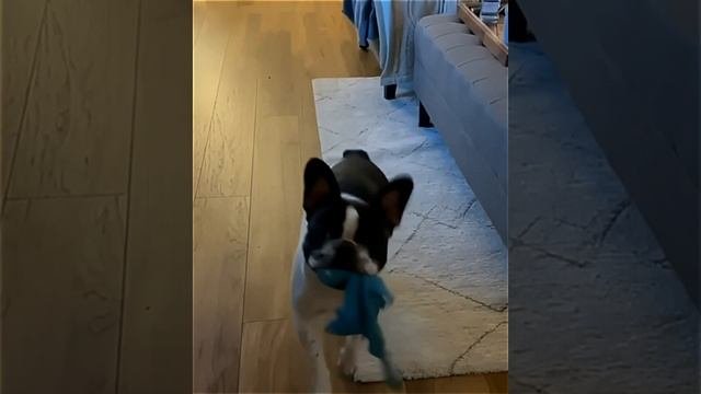 Видео Хвостатые