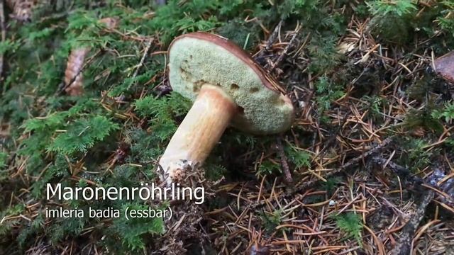 Pilze am 24.10.2017 | Pilze suchen und Pilze sammeln 2017 | Pfifferlinge im Oktober смотреть онлайн