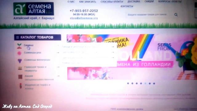 НОВИНКИ КРУПНОПЛОДНЫХ СКОРОСПЕЛЫХ СОРТОВ АЛТАЙСКИХ ТОМАТОВ смотреть онлайн