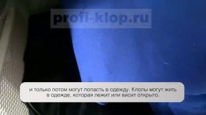 Могут ли клопы жить в одежде