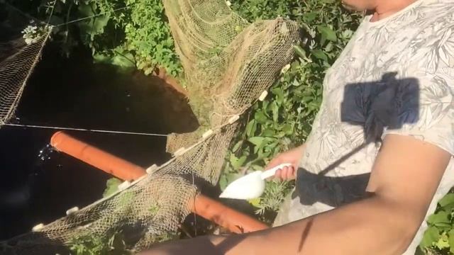 Как кормить рыбу в пруду, чем кормить форель в пруду. смотреть онлайн