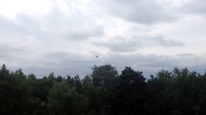 Коршун с высоты птичьего полета, крик коршуна. Kite aerial view .