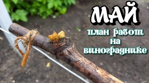 Май 2023. План работ на винограднике.