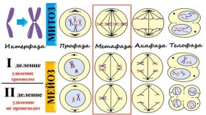 МИТОЗ или МЕЙОЗ ?!