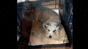 «СЛИШКОМ ПРИВЯЗЧИВАЯ!» - сказал мужчина, оставляя в приюте любящую собаку...