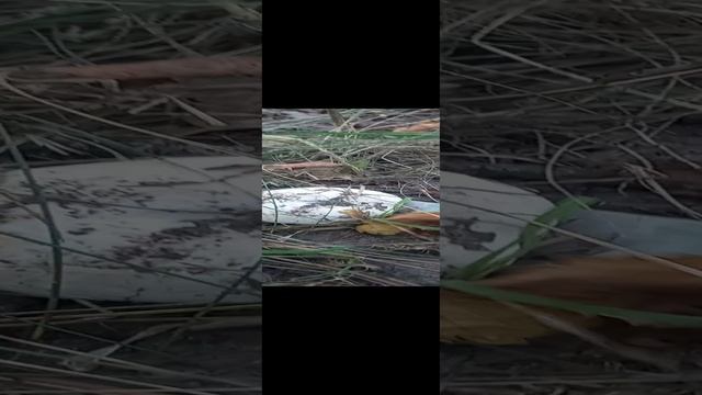 ❗По грибы 15.09.2023 г.?Курская область❗ #грибы #funghi #funny #тихаяохота #shorts #nature #лес #пр