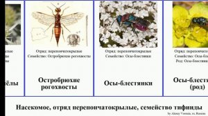 отряд перепончатокрылых