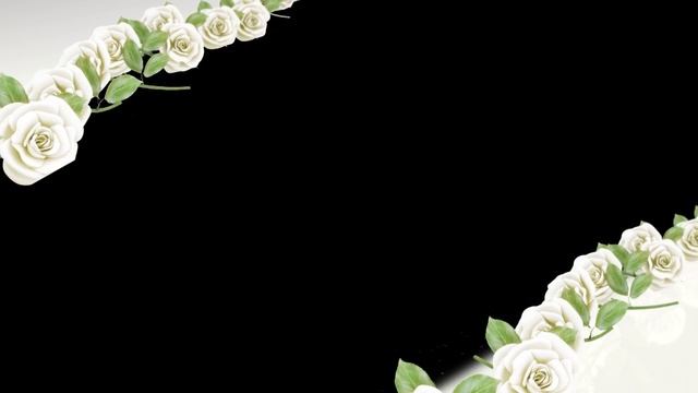 Футаж Белые розы диагональ смотреть онлайн