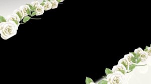 Футаж Белые розы диагональ