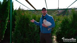 Лучшая живая изгородь - туя западная Брабант коротко про характеристики растения